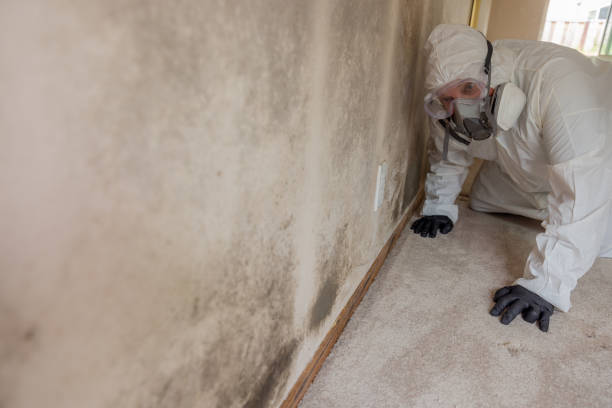 Best Biohazard Mold Removal  in Santa Anna, TX